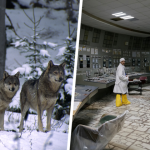 Mutated-super-wolves-spotted-in-Chernobyl-and-that-could-be.png