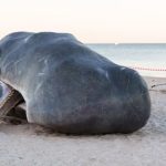 Sperm-whale-by-Tongeren-artist-washed-up-in-Australia-A.jpg