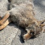 Wandering-wolf-killed-in-Zoersel-investigation-investigates-whether-animal-was.jpg